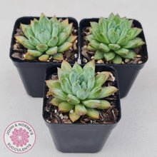 Load image into Gallery viewer, Echeveria Coffee Bean - John &amp; Norma&#39;s Succulents
