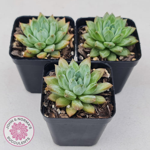 Echeveria Coffee Bean - John & Norma's Succulents