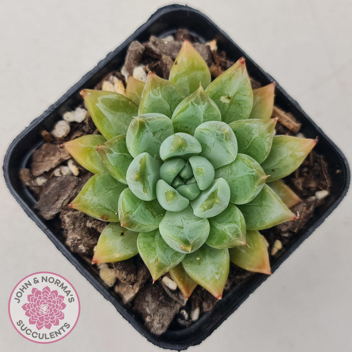 Echeveria Coffee Bean