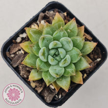 Load image into Gallery viewer, Echeveria Coffee Bean - John &amp; Norma&#39;s Succulents
