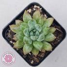 Echeveria Coffee Bean
