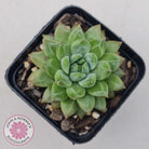 Echeveria Coffee Bean