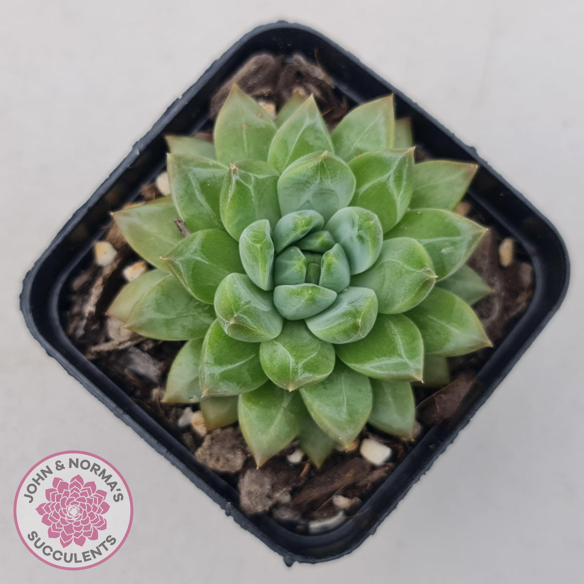 Echeveria Coffee Bean