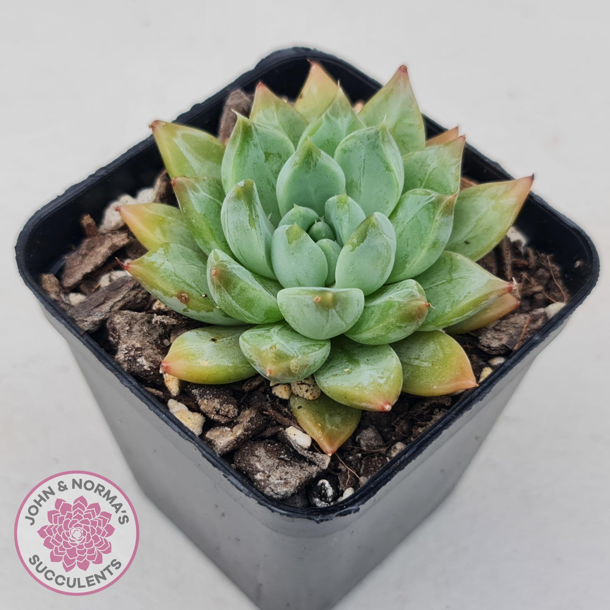 Echeveria Coffee Bean | John & Norma's Succulents – John & Norma's ...