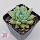 Echeveria Coffee Bean