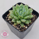 Echeveria Coffee Bean