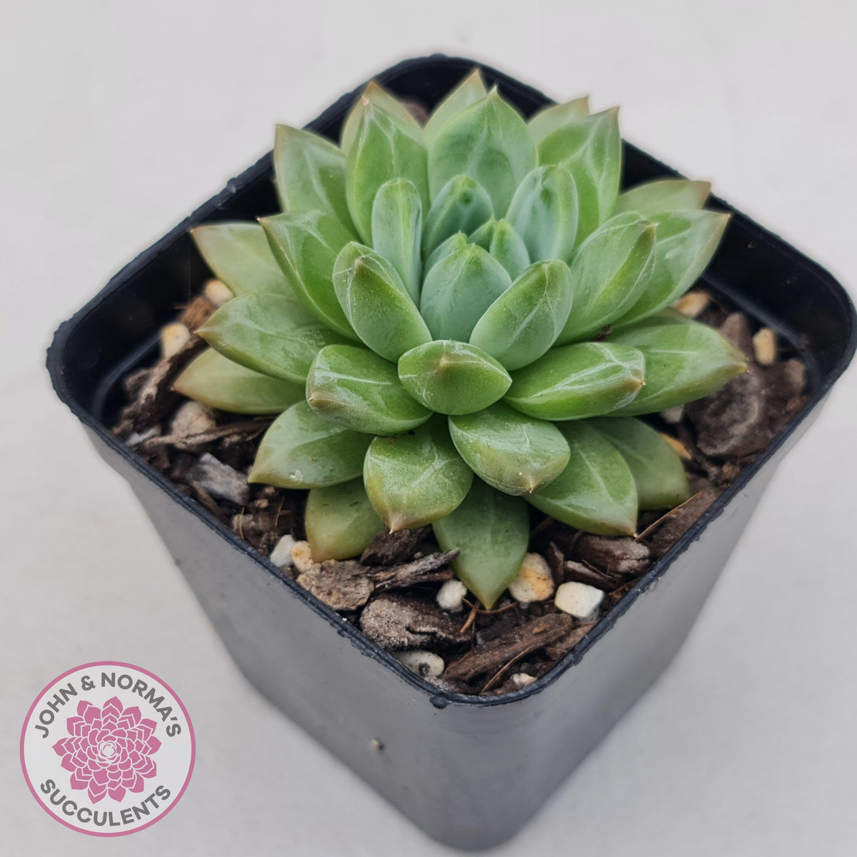 Echeveria Coffee Bean