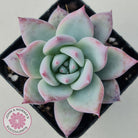 Echeveria Colorata Tapalpa Ice