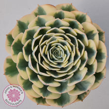 Load image into Gallery viewer, Echeveria &#39;Compton Carousel&#39; - John &amp; Norma&#39;s Succulents Australia
