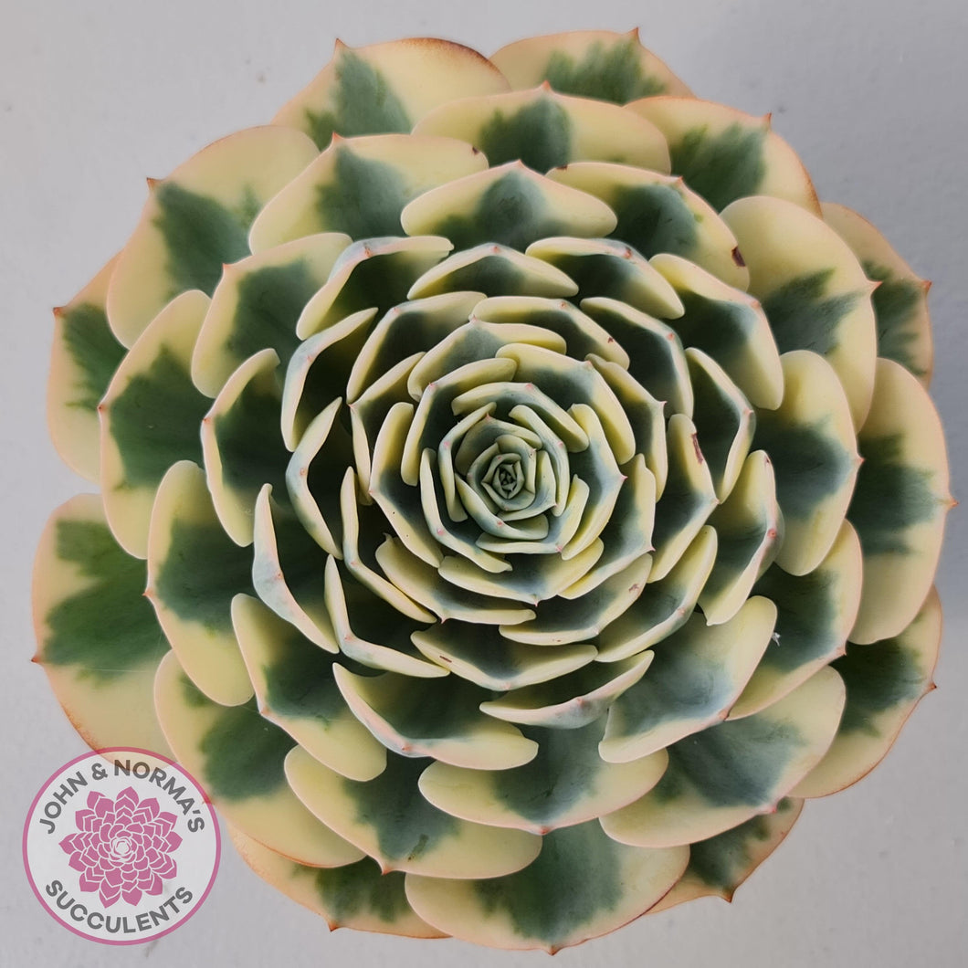 Echeveria 'Compton Carousel' - John & Norma's Succulents Australia