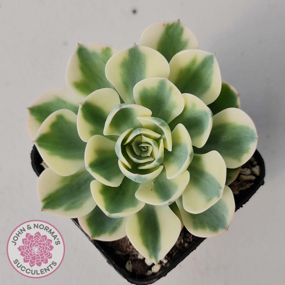 Echeveria 'Compton Carousel'