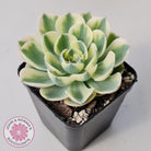 Echeveria 'Compton Carousel'