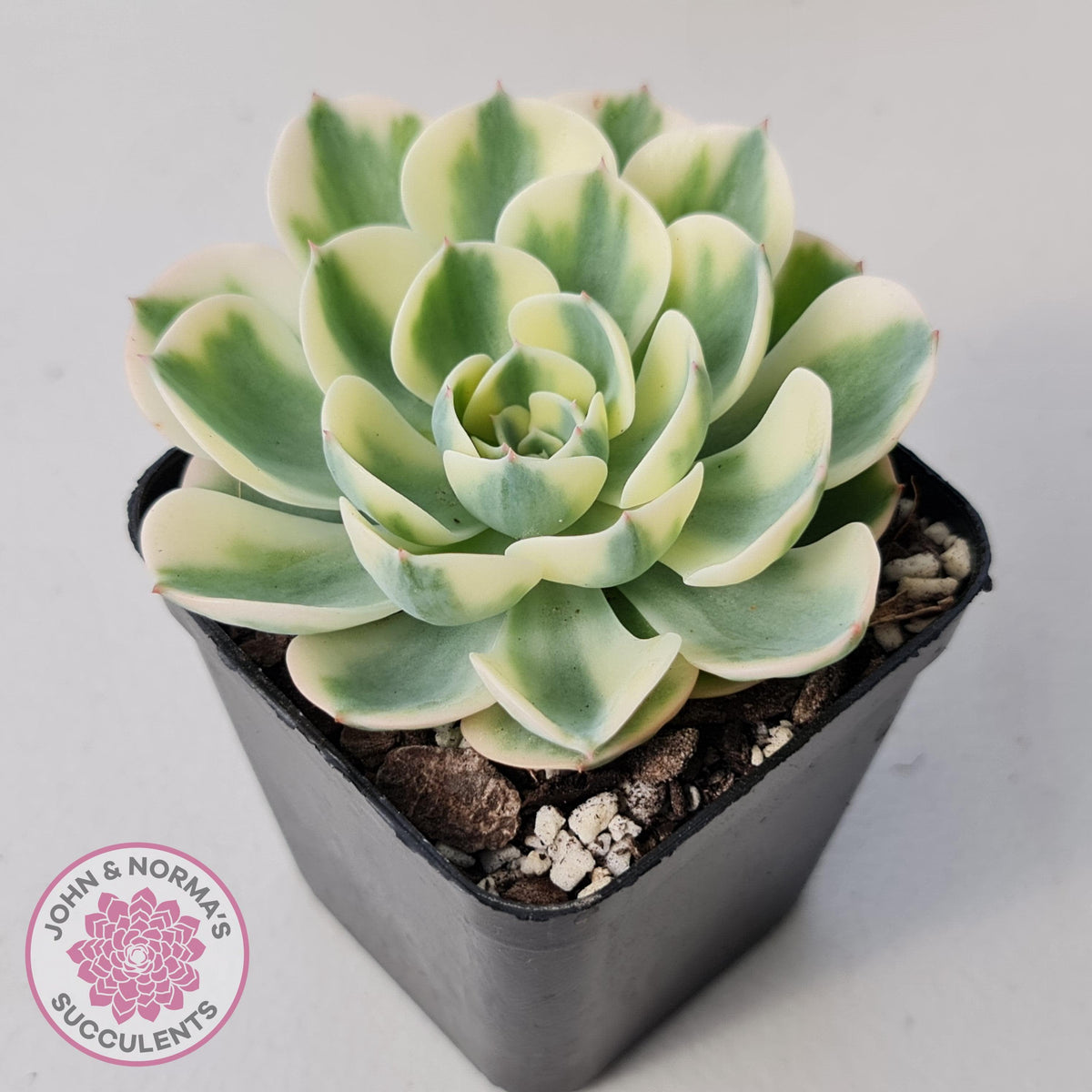 Echeveria 'Compton Carousel'