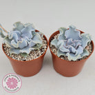 Echeveria Crispate Beauty
