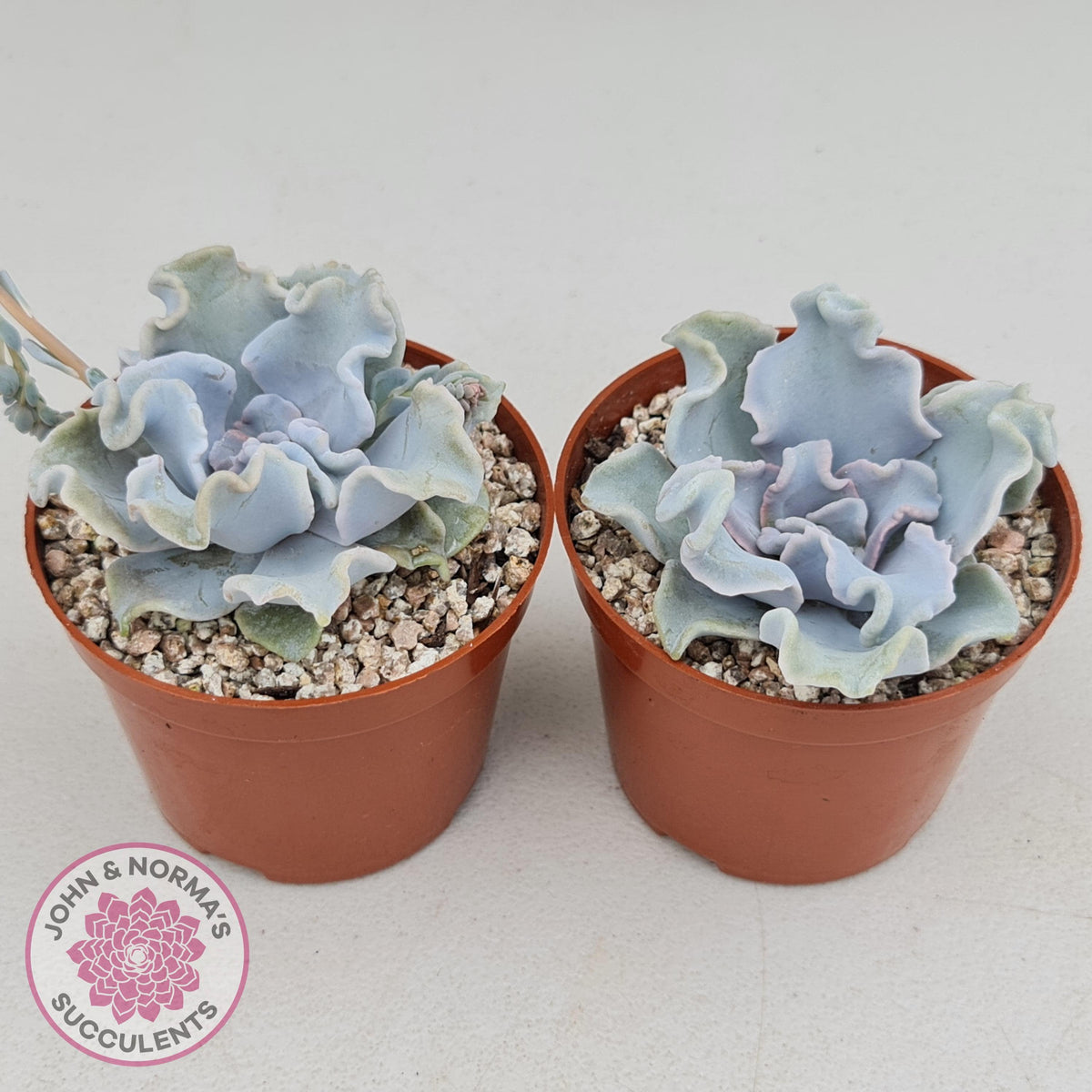 Echeveria Crispate Beauty