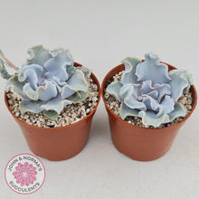 Load image into Gallery viewer, Echeveria Crispate Beauty - John &amp; Norma&#39;s Succulents
