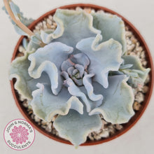 Load image into Gallery viewer, Echeveria Crispate Beauty - John &amp; Norma&#39;s Succulents
