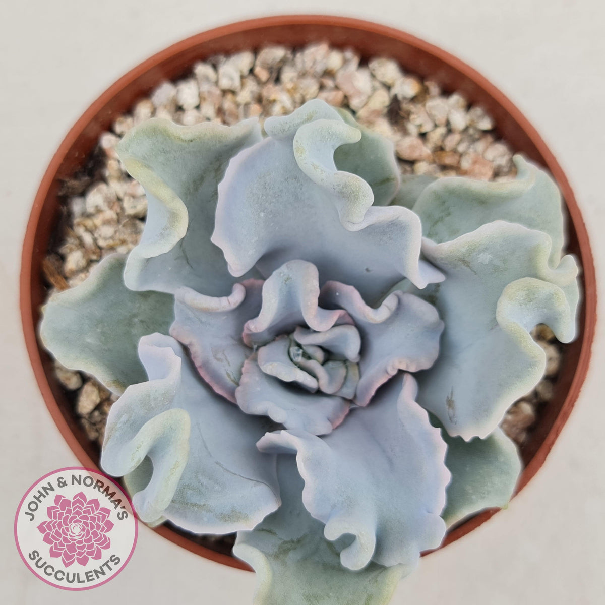 Echeveria Crispate Beauty
