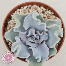 Load image into Gallery viewer, Echeveria Crispate Beauty - John &amp; Norma&#39;s Succulents
