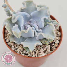 Load image into Gallery viewer, Echeveria Crispate Beauty - John &amp; Norma&#39;s Succulents
