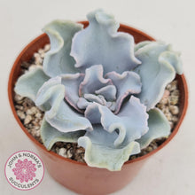 Load image into Gallery viewer, Echeveria Crispate Beauty - John &amp; Norma&#39;s Succulents
