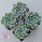 Echeveria 'Crystal Queen'