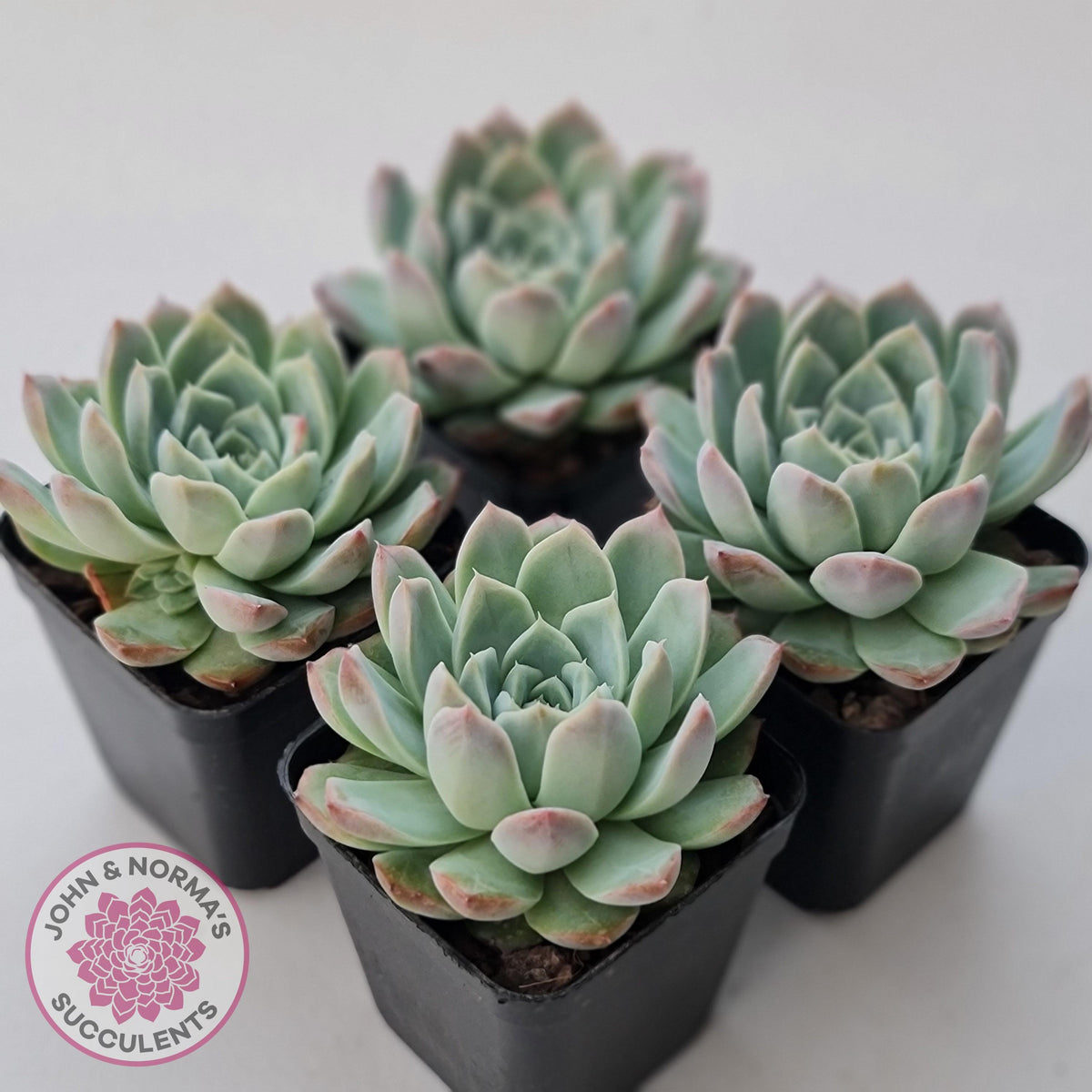 Echeveria 'Crystal Queen'