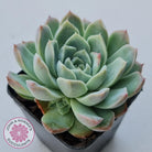 Echeveria 'Crystal Queen'