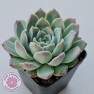 Echeveria 'Crystal Queen'