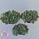 Echeveria 'Blue Curls' Crested
