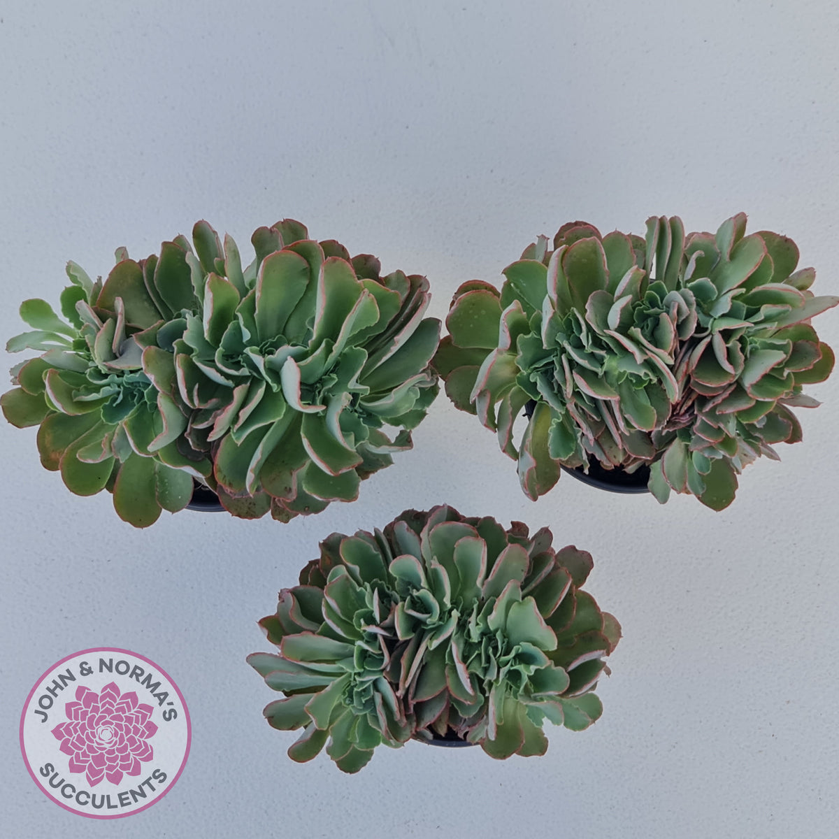 Echeveria 'Blue Curls' Crested