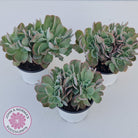 Echeveria 'Blue Curls' Crested