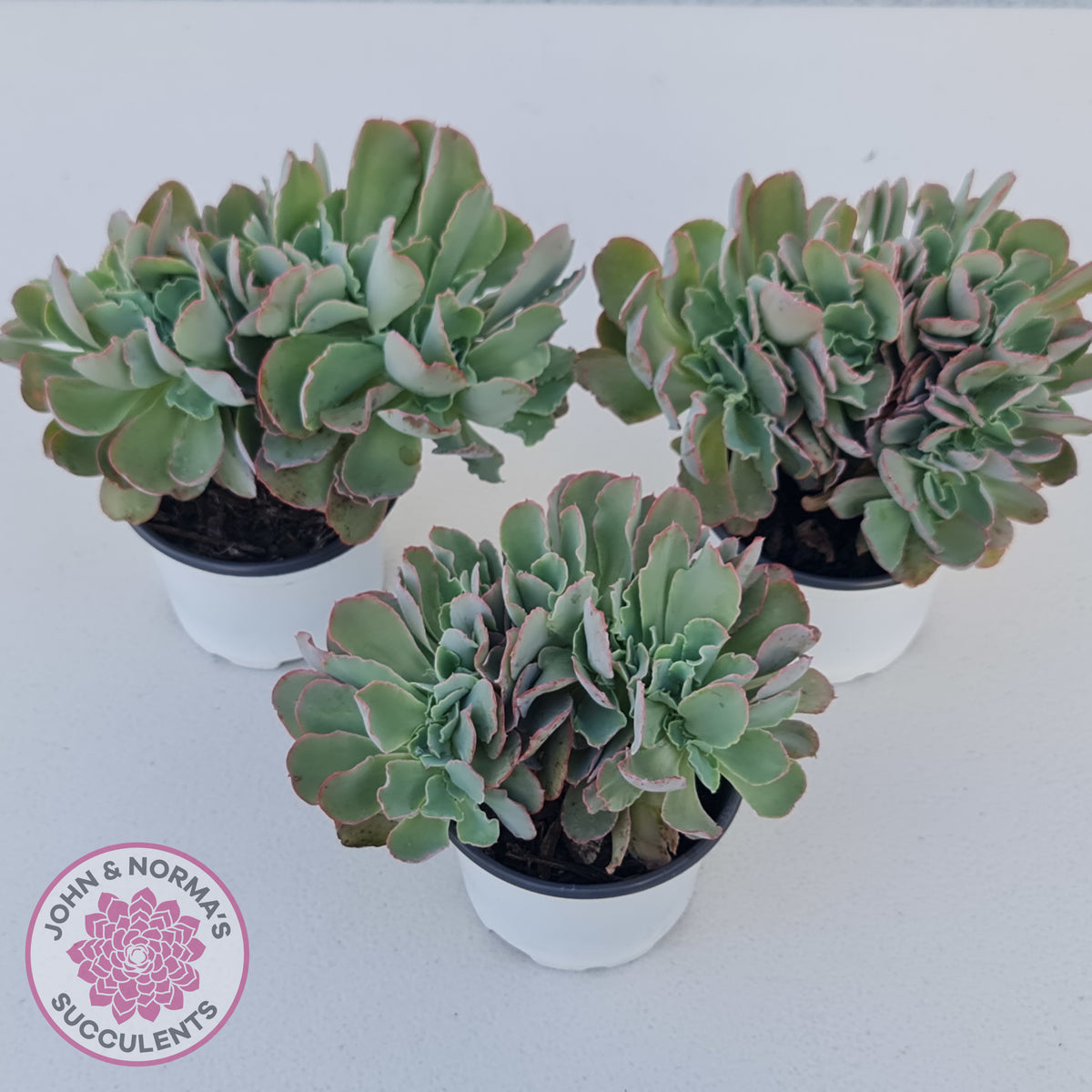 Echeveria 'Blue Curls' Crested