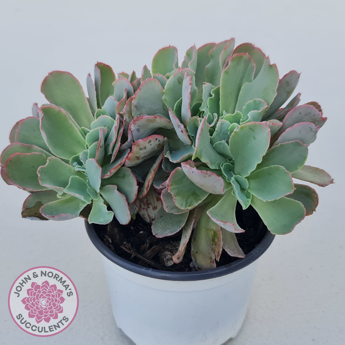 Echeveria 'Blue Curls' Crested