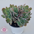 Echeveria 'Blue Curls' Crested