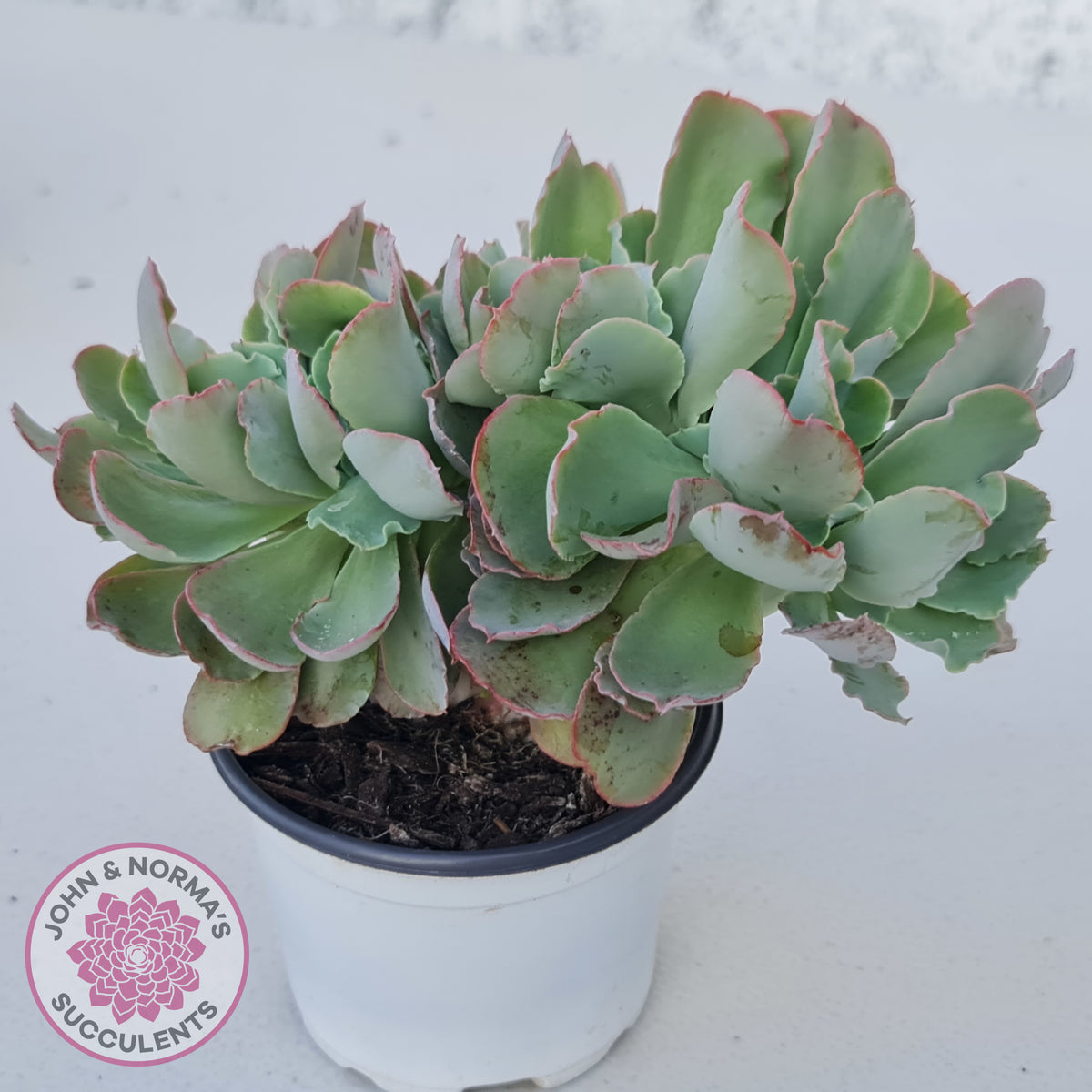 Echeveria 'Blue Curls' Crested