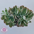 Echeveria 'Blue Curls' Crested
