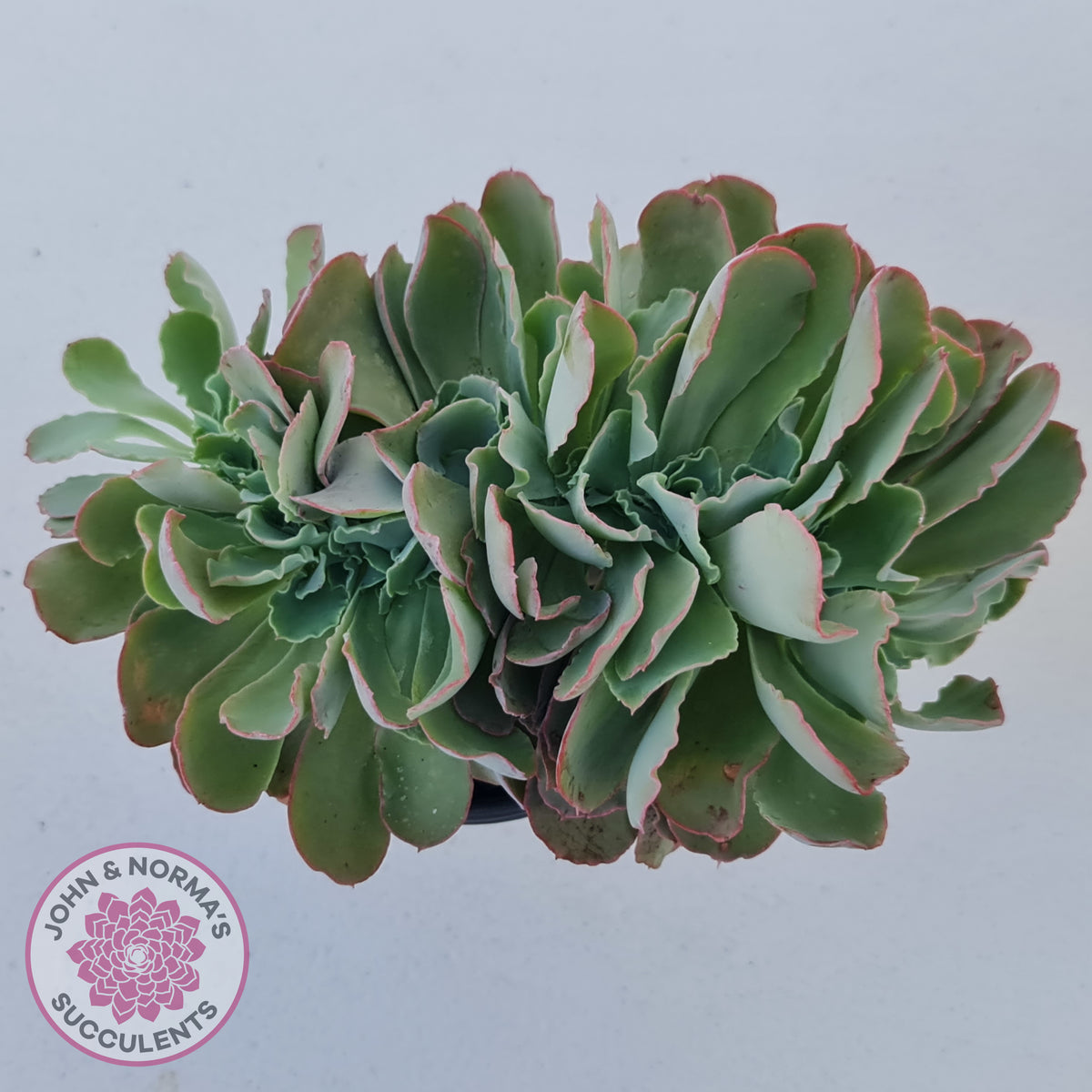 Echeveria 'Blue Curls' Crested