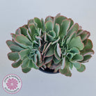 Echeveria 'Blue Curls' Crested