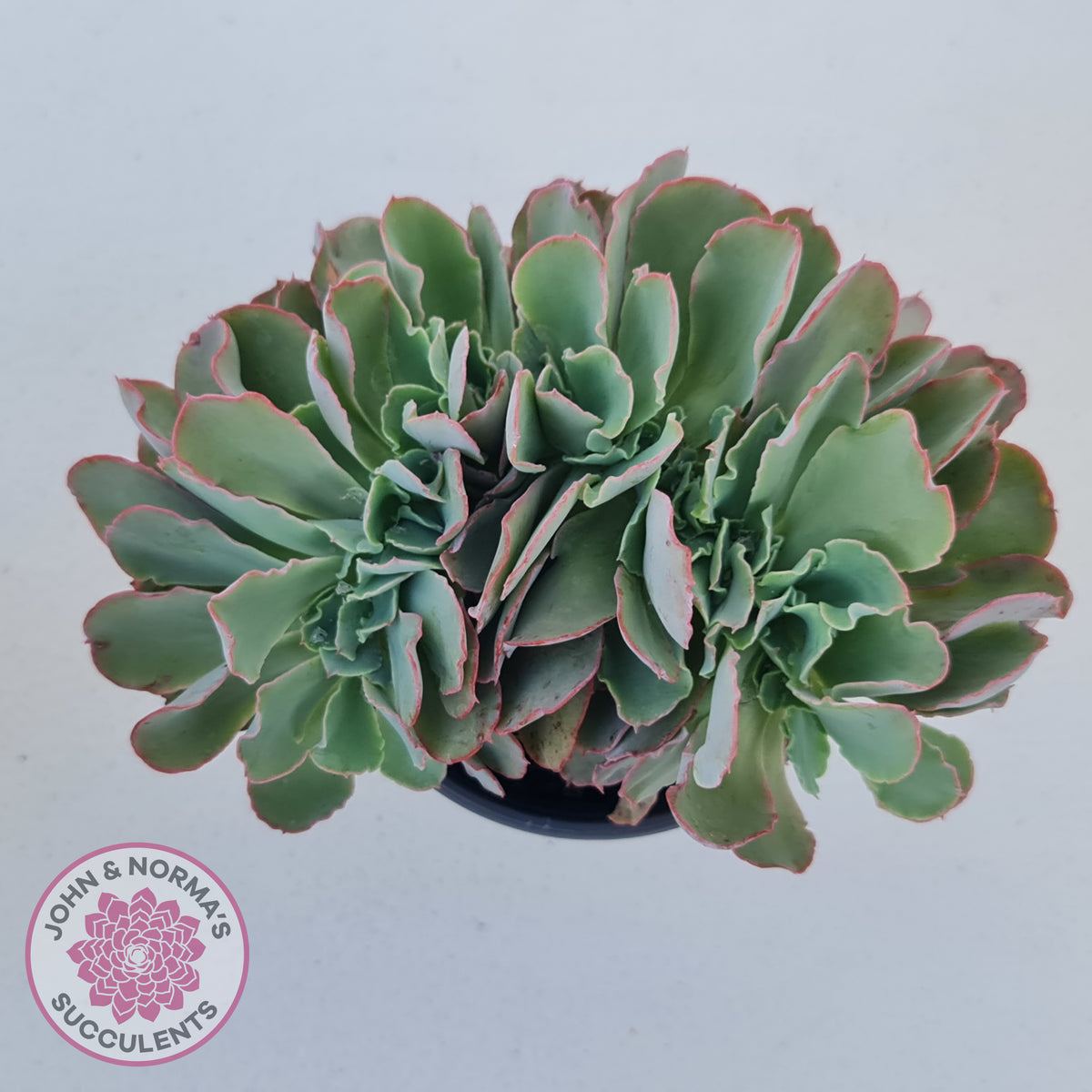 Echeveria 'Blue Curls' Crested