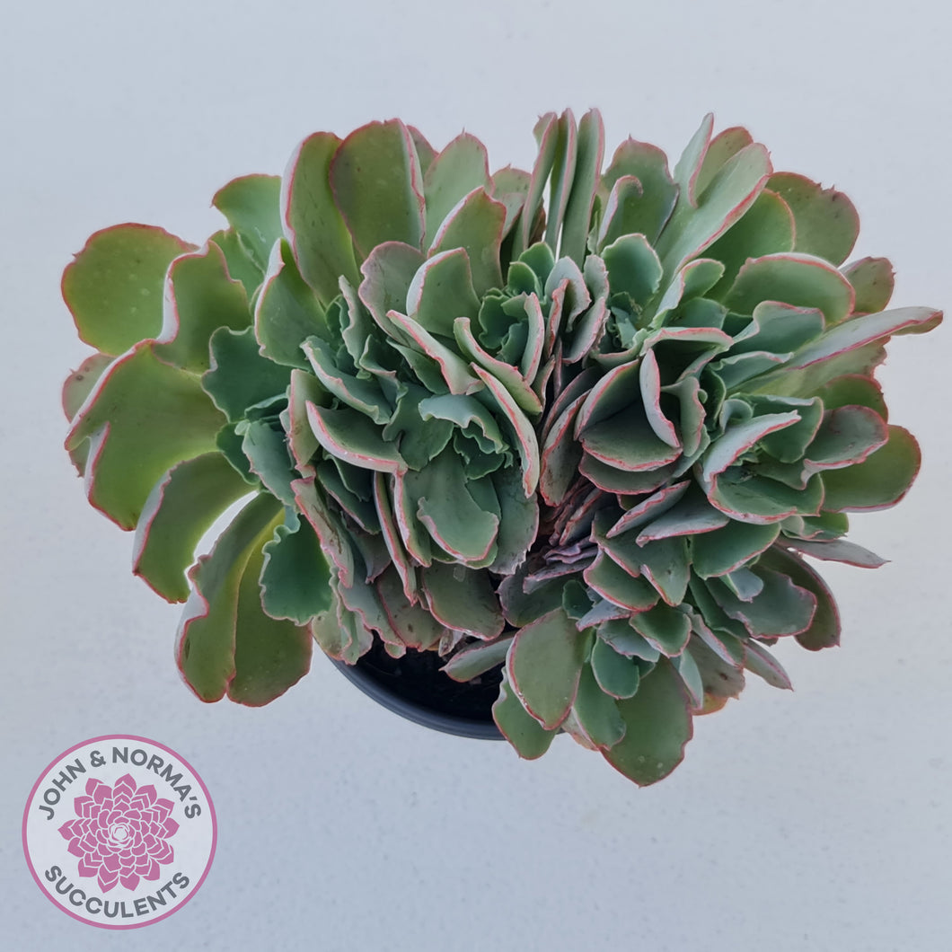 Echeveria 'Blue Curls' Crested