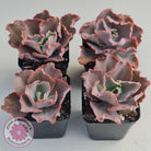 Echeveria Blue Curls