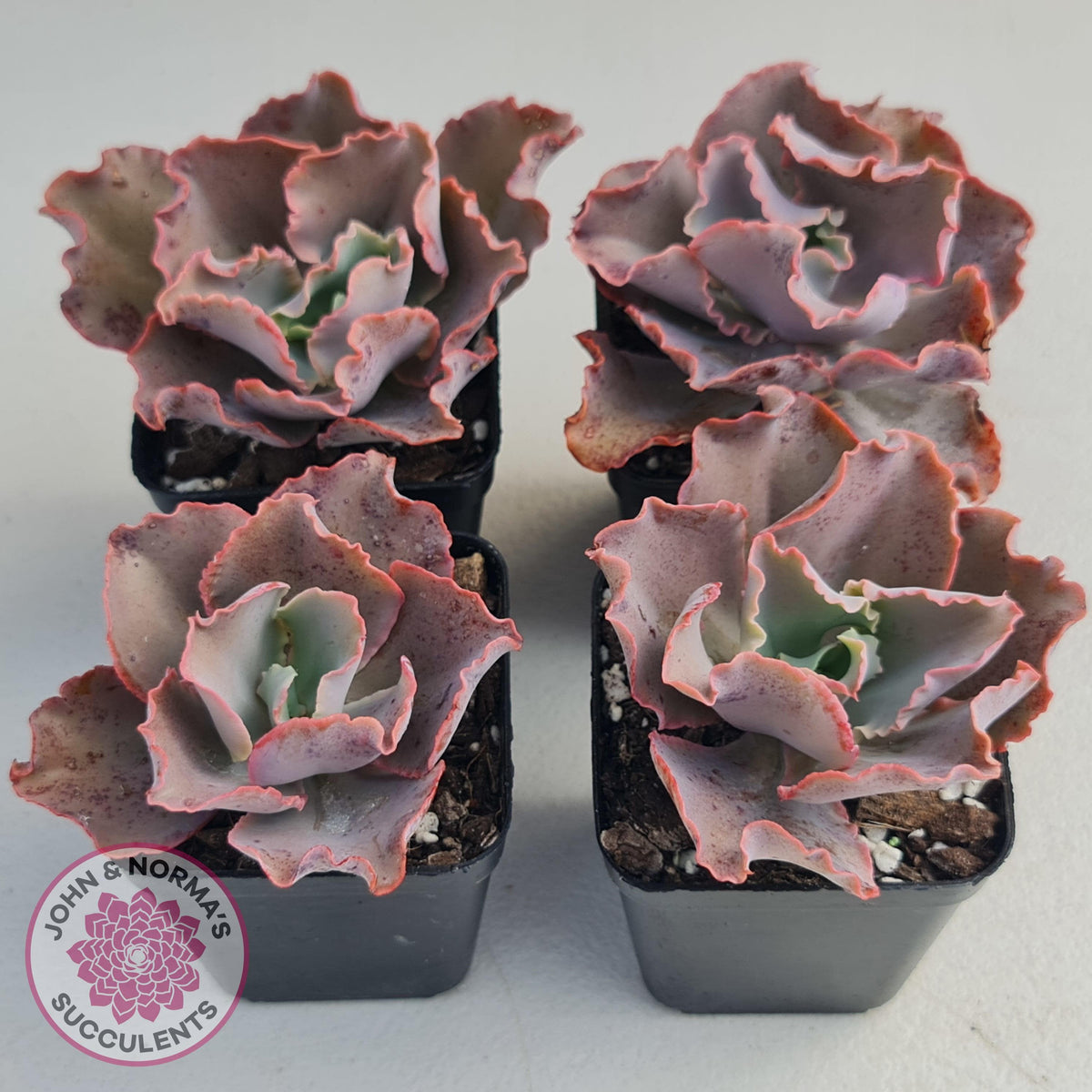 Echeveria Blue Curls
