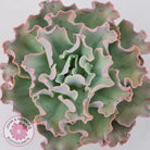 Echeveria Blue Curls