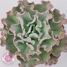 Load image into Gallery viewer, Echeveria Blue Curls - John &amp; Norma&#39;s Succulents
