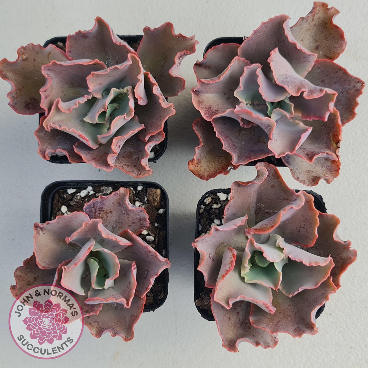Echeveria Blue Curls