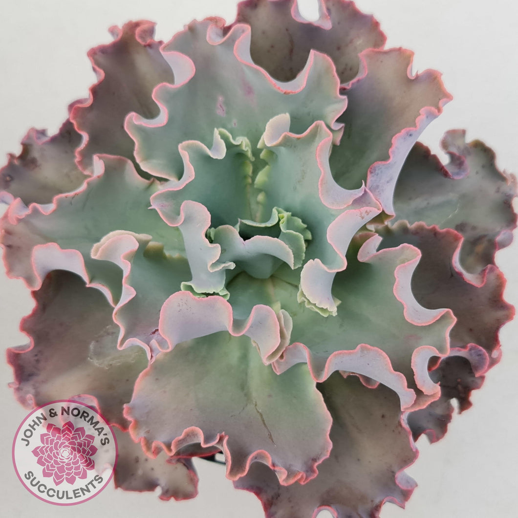 Echeveria Blue Curls - John & Norma's Succulents