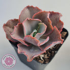 Echeveria Blue Curls