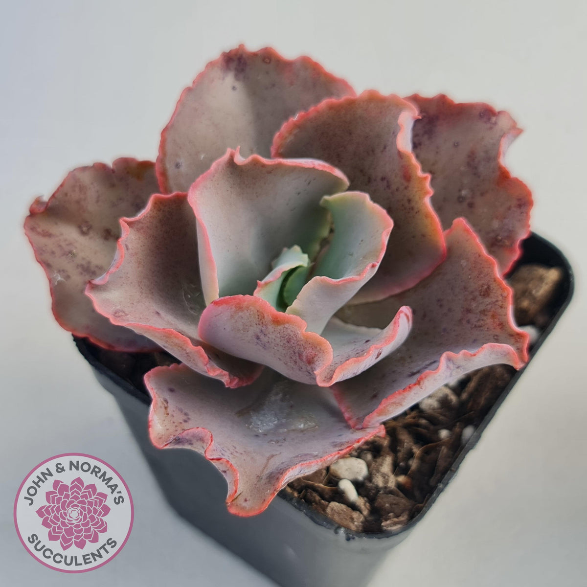 Echeveria Blue Curls