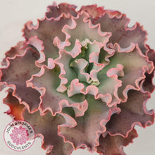 Load image into Gallery viewer, Echeveria Blue Curls - John &amp; Norma&#39;s Succulents
